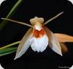 Coelogyne merrillii